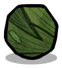 Algae