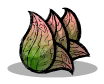 Lettuce